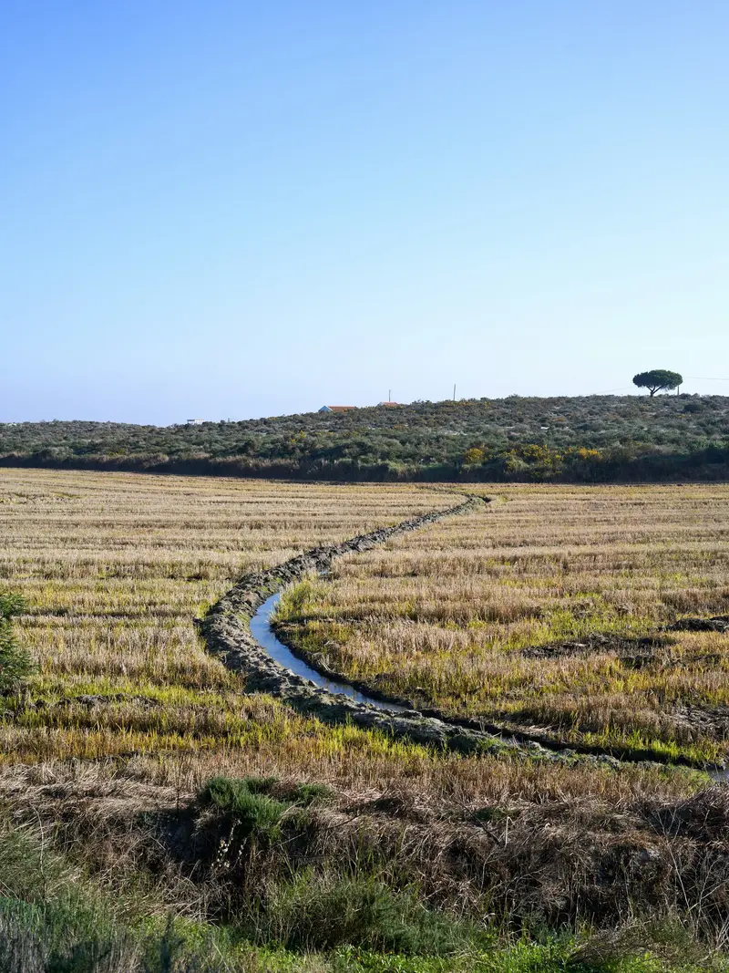 A water channel winding through rice fields towards a single pine tree under a wide blue sky